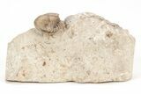 Enrolled Trilobite (Ditomopyge) - Cass County, Nebraska #214400-2